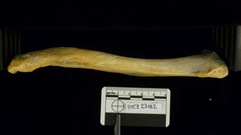Media type: image;   Mammalogy 23182
